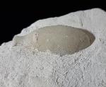 Stachel eines Tylocidaris baltica (SCHLTER 1892) - Bild © FossNet FossilienStore